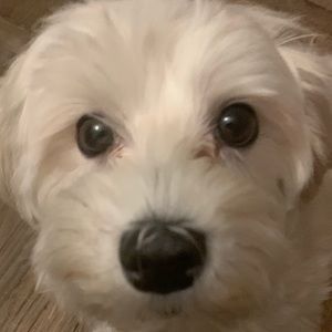 Meet your Posher, Naomi